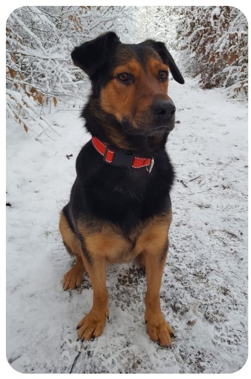 Vánočení reflexní obojek